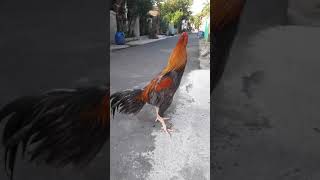 Download lagu ciri ciri ayam magon yang baik mp3