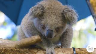 Welcome to the Port Macquarie Koala Hospital