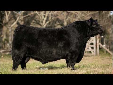 Toro Angus Uruguayo competirá en la Expo Palermo 2017