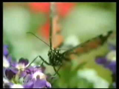 Allah's Schöpfung durch logisches Denken erkennen Teil 1