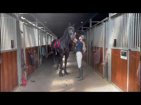 Stal Okkema's Hartger - Gerben x Beart - stallion - 2018 - 1.68m