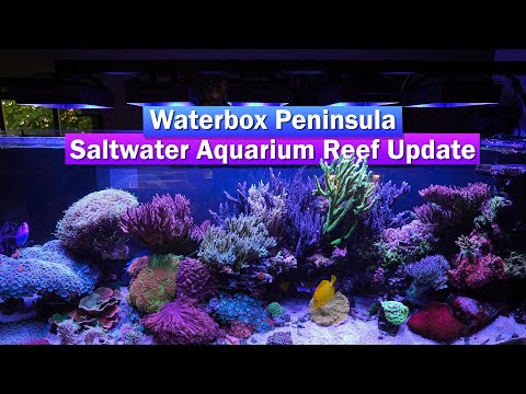 Waterbox Peninsula 7225 - Saltwater Reef Tank Update