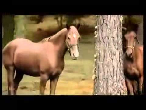 Nando Pradho - Mitsubishi