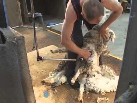 , title : 'How to Shear - Shearing Merino sheep (Fine Wool)'