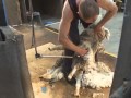 How to Shear - Shearing Merino sheep (Fine Wool ...
