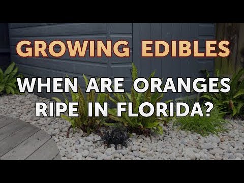 download lagu mp3 mp4 When Are Oranges Ripe In Florida, download lagu When Are Oranges Ripe In Florida gratis, unduh video klip When Are Oranges Ripe In Florida