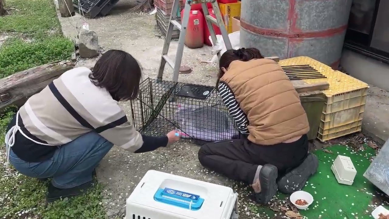 Japan countryside rescue!