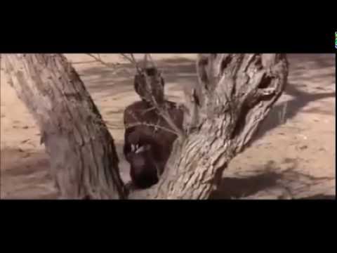 How To Fool A Baboon Into Showing You Where To Find Water