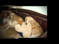 Daisy February 14 2001 September 15 2011