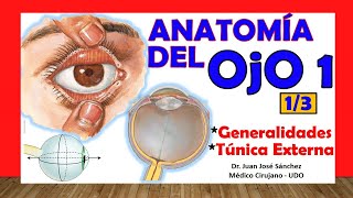 🥇 Anatomy of the EYE 1/3 - Generalities and External Tunic