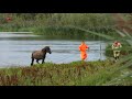 Konikpaard gered uit de modder in de Oostvaardersplassen.