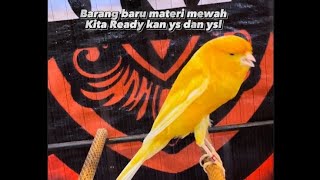 Download lagu We are releasing luxury goods at student prices ‼️#kicaumania #indonesiacanarygallery mp3