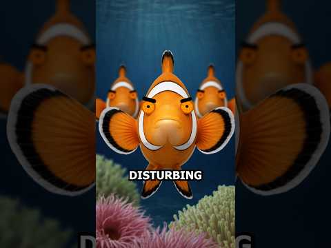 The TRUTH about clownfish!
