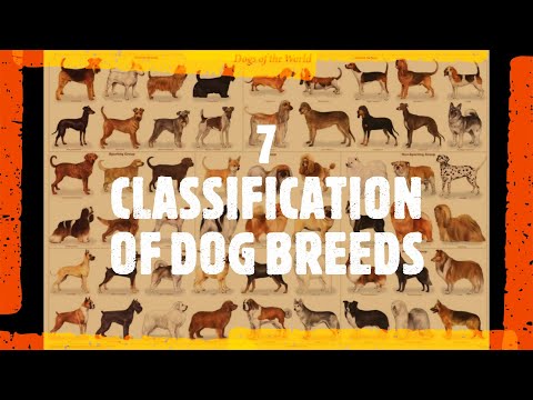 image-How are dog breeds classified?