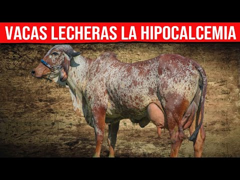 , title : '🔴 VACAS LECHERAS Hipocalcemia ¿Que Es? Prevención y Tratamiento  ✅'