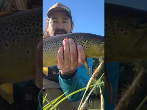 Trout edit for goldfish viewers