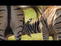 Close Up Of Two Bushel S Zebra Foal Drinks Milk From Mother Premium Video Footage 4K