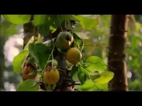 Documentário "Brasil : Um olhar de Longe" (2014)