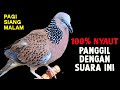 Suara Burung Tekukur Paling Ampuh Untuk Pancingan Dan Pikat