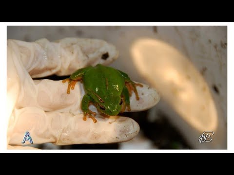 ANGOLI 14/5/2021: SALVATAGGIO ANFIBI A MONTORFANO PER MANTENERE L'ECOSISTEMA