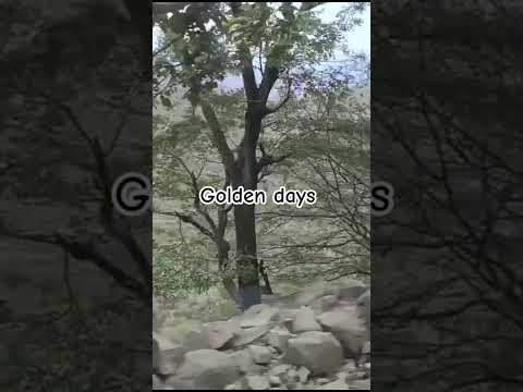 Golden days By Senthil Kumar purushothaman somasipalayam