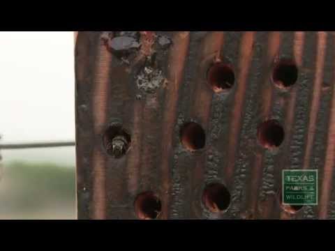 The Bee Condo: Attract Non-Aggressive, Solitary Bees to Help Pollination