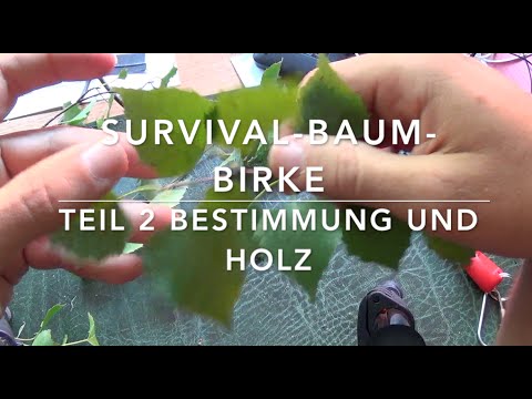 Survival-Baum-Birke (2) Baumwissen für Bushcrafter (Bestimmung)