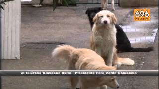 animali-abbandonati-campania-maglia-nera