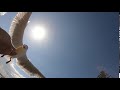 Seagull Claim French Fry