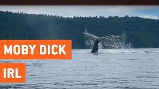videos de risa  fase con ballenas
