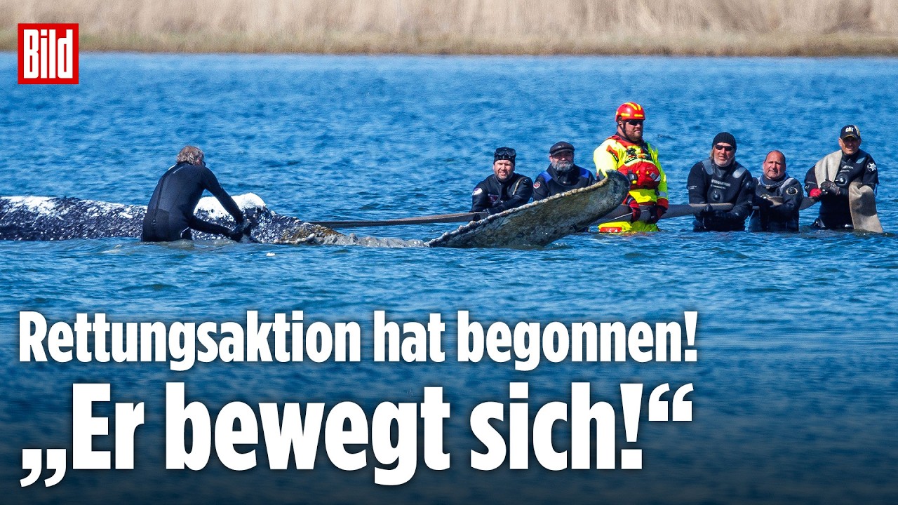 WAL TIMMY: „Er bewegt sich!“ – Rettung von Buckelwal hat begonnen!