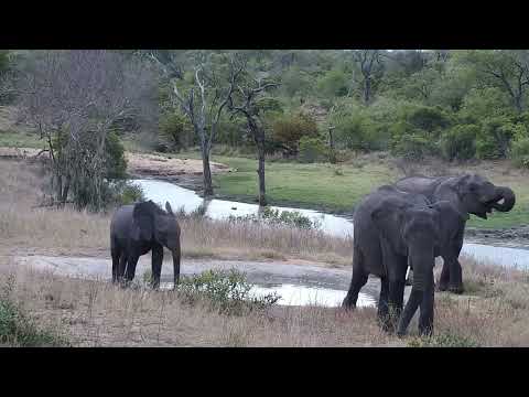 Djuma: Three Elephants have a drink from small pan - 15:24 - 09/28/2023