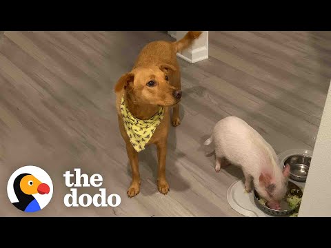 Baby Pig Loves To Cause Trouble With Her Dog Sister | The Dodo Odd Couples