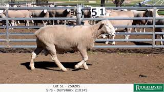 Ridgehaven Ram Sale 2026 Lot 51 - 250205