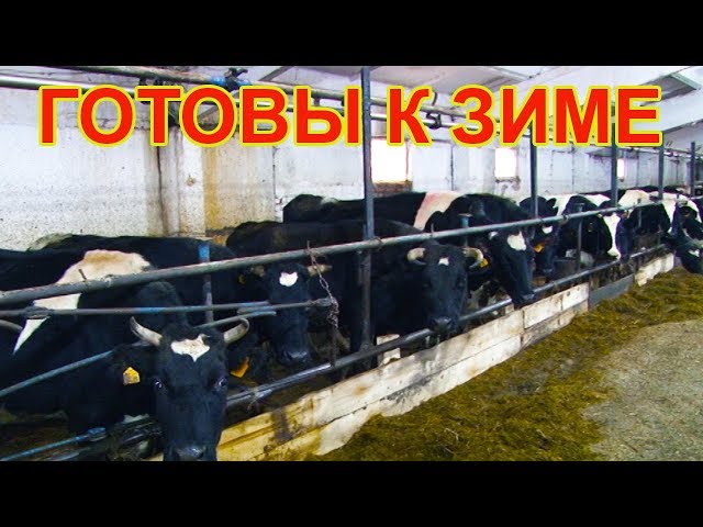 Чистопольские фермеры полностью готовы к зиме