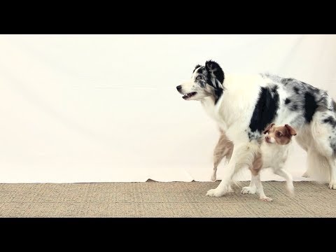 What is Clicker Training