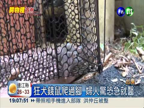 全球首例! 錢鼠跨物種染狂犬病