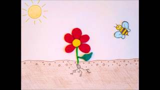 The life cycle of a flower