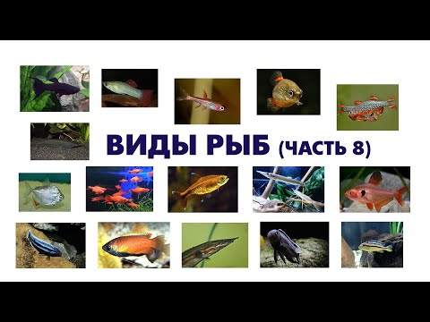 Учим виды рыб (часть 8) \ карточки Домана\ Learning Fish species (part 8)\ Doman cards