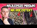 Najlepsze Mrówki Dla Początkujących Hodowców Sprawdź Zanim Zaczniesz