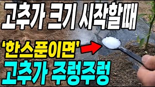 고추가 크기 시작할때 이것 한스푼이면 고추가 주렁주렁! 다수확 대박!