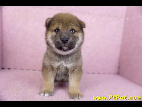 11/19赤色柴犬母幼犬(新北五股)