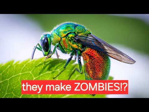 Meet the Emerald cockroach Wasp | the real life Zombie maker | #animaladventures