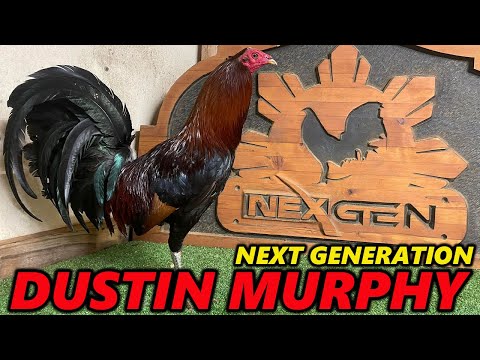 NEXT GENERATION !! Best Farm Dustin Murphy - Beautiful Birds