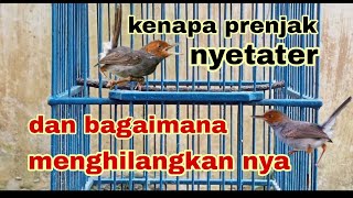 Download lagu How to remove the starter sound of the red-headed wren mp3