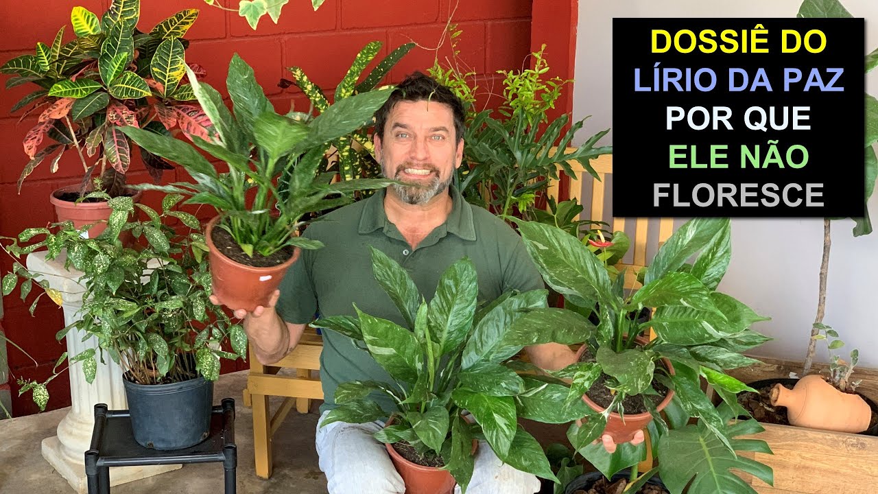 Dossiê do Lírio da Paz - Por Que Não Floresce?