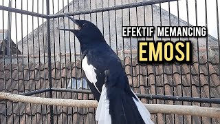 Download lagu kacer gacor NGEPLONG tarung ini paling ampuh buat PANCINGAN KACER agar EMOSI mp3