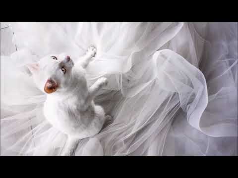 I’m a Photographer who does Post Wedding private shooting with Cats Slideshow