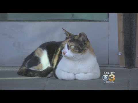 Meet Mitzi, A Cat Who’s Now A Social Media Star