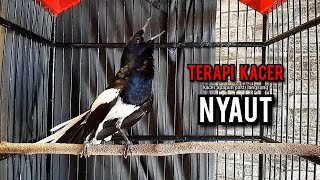 Download lagu SUARA BURUNG kacer gacor NGEPLONG TARUNG ini paling AMPUH buat PANCINGAN KACER agar EMOSI mp3